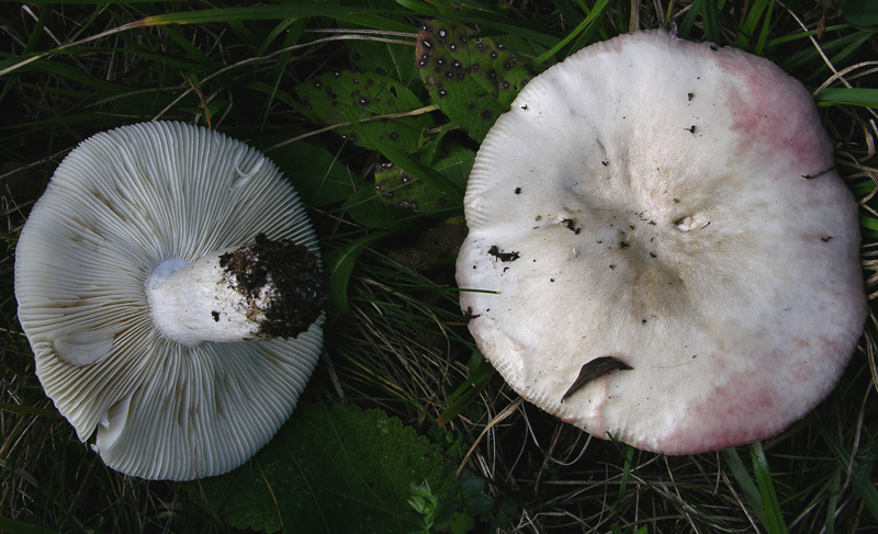 Russula da determinare.